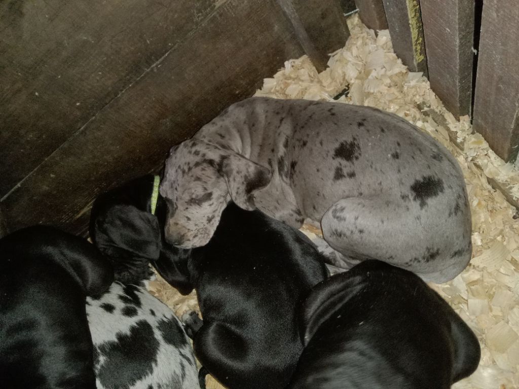 chiot Dogue allemand Du Haras de Lyatop