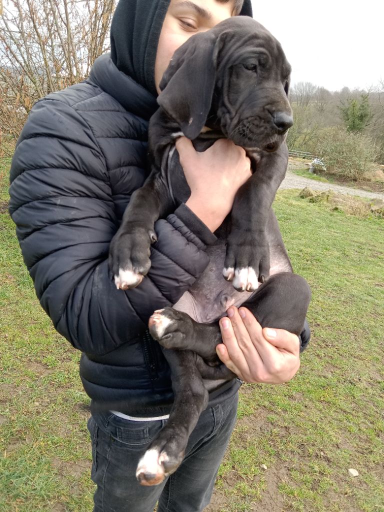 Du Haras de Lyatop - Chiots disponibles - Dogue allemand